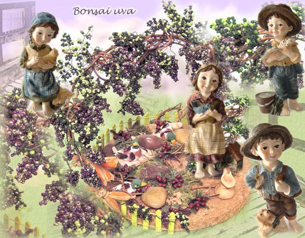 foto bonsai vendemmia di perline esempi creare grappoli uva per alberelli di conterie e bomboniere