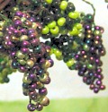 grappoli d'uva di perline